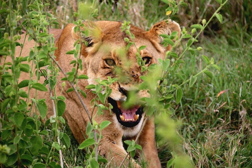 Lioness peering through tall grass on a Tanzanian safari