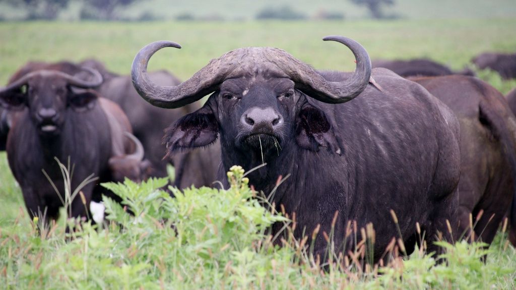 African buffalo close-up in the Serengeti grasslands