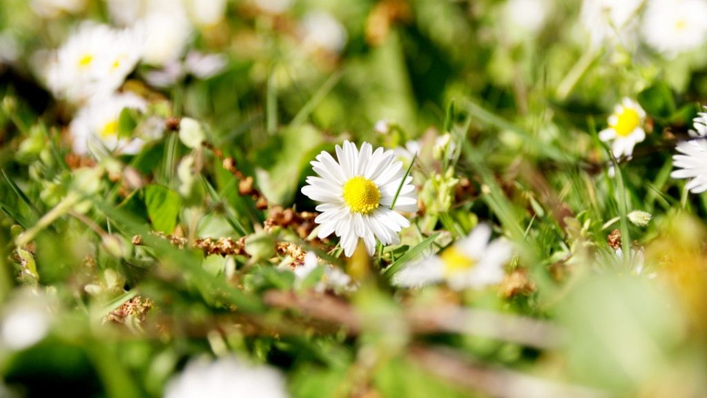 Macro photograph of a daisy in spring grass