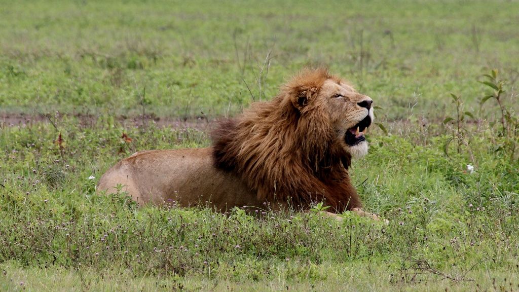 Male lion roaring while resting in long grass