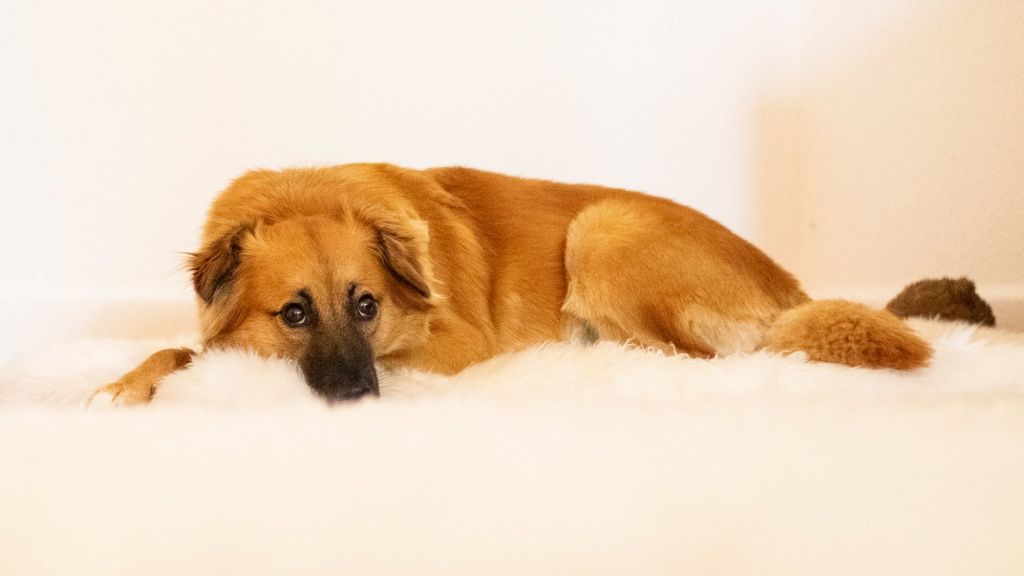 Pet portrait of a golden brown dog resting on a sheepskin rug