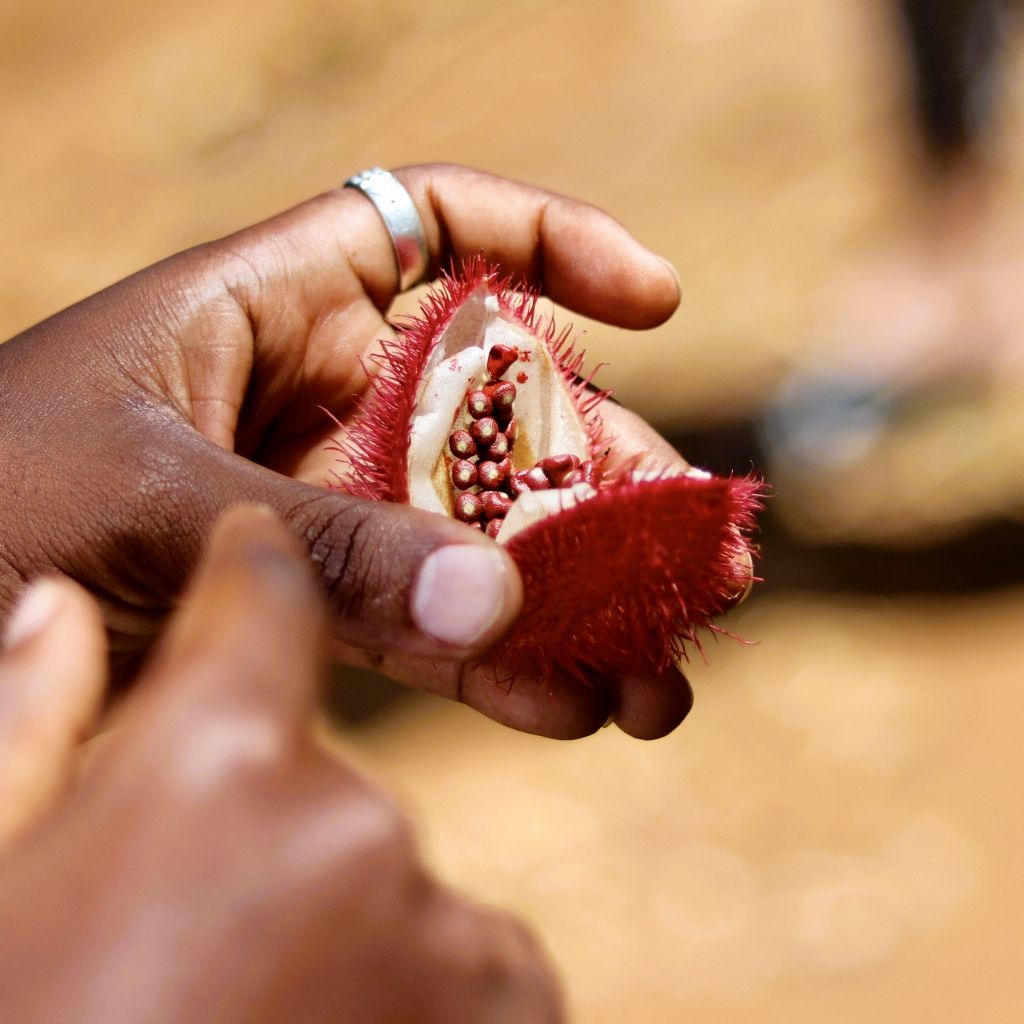 Hands holding an opened achiote seed pod with red pigment seeds