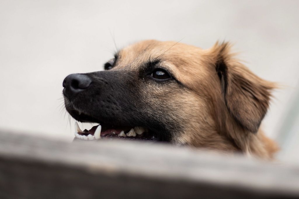 Pet portrait close-up of a brown dog peering over a railing